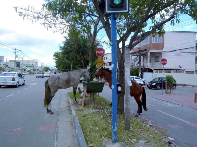 Dois cavalos pastam nas ruas de São Gonçalo